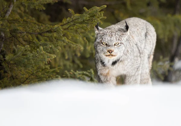 Lince Canadense Natureza — Fotografia de Stock