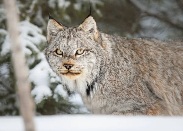 Lince Canadese Natura — Foto Stock