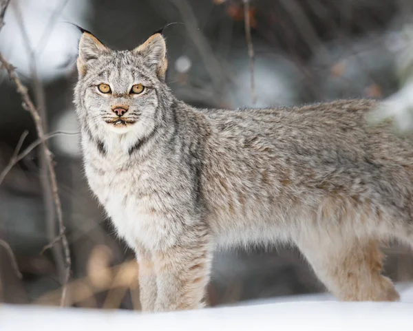 Lince Canadese Natura — Foto Stock