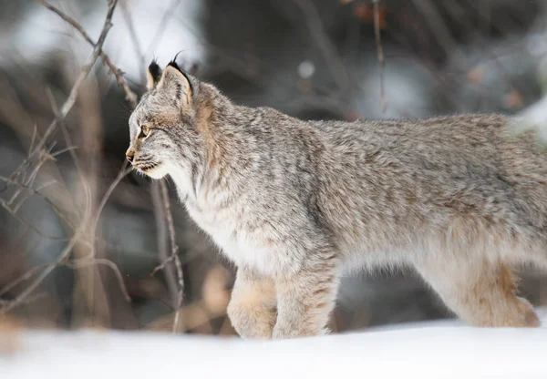 Lince Canadiense Naturaleza —  Fotos de Stock