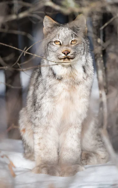 Lynx Canadien État Sauvage — Photo