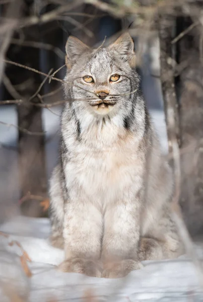 Lince Canadense Natureza — Fotografia de Stock