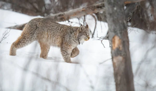 Lynx Canadien État Sauvage — Photo