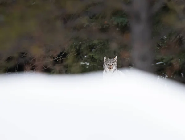 Canadese Lynx Het Wild — Stockfoto