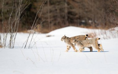 Kanada vaşağı doğada