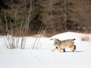 Kanada vaşağı doğada