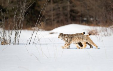 Kanada vaşağı doğada