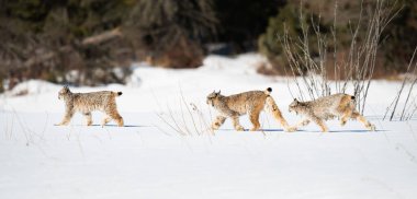 Kanada vaşağı doğada