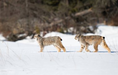 Kanada vaşağı doğada