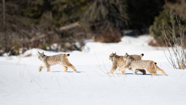 Kanada vaşağı doğada