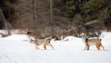 Kanada vaşağı doğada