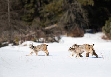 Kanada vaşağı doğada