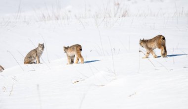 Kanada vaşağı doğada