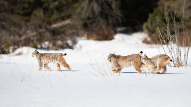 Kanada vaşağı doğada