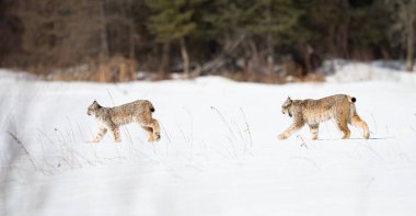 Kanada vaşağı doğada