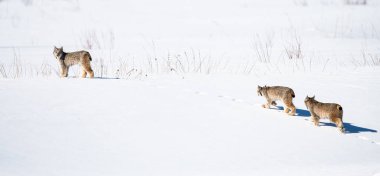 Kanada vaşağı doğada