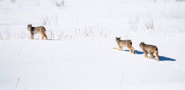 Kanada vaşağı doğada