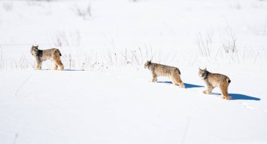 Kanada vaşağı doğada