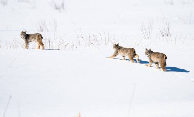 Kanada vaşağı doğada