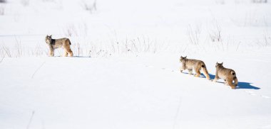 Kanada vaşağı doğada