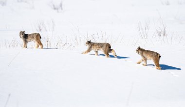 Kanada vaşağı doğada