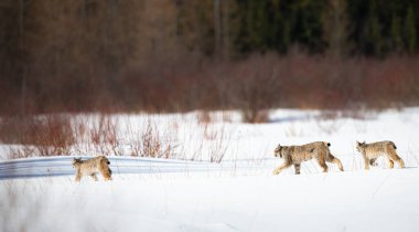 Kanada vaşağı doğada