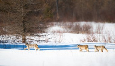 Kanada vaşağı doğada