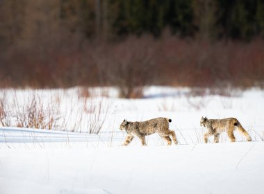 Kanada vaşağı doğada