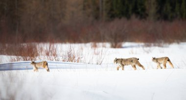 Kanada vaşağı doğada