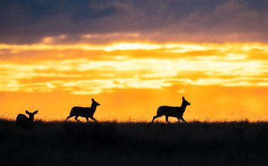 Gündoğumunda geyik sürüsü