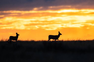 Gündoğumunda geyik sürüsü