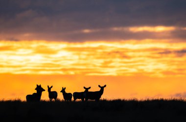 Gündoğumunda geyik sürüsü