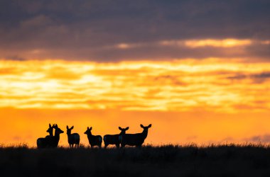 Gündoğumunda geyik sürüsü