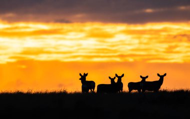 Gündoğumunda geyik sürüsü