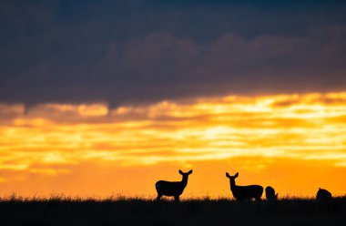 Gündoğumunda geyik sürüsü