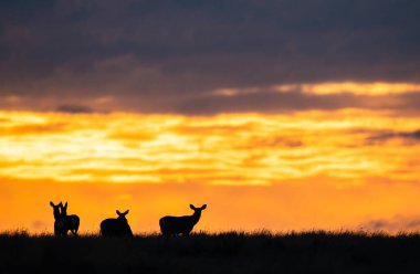 Gündoğumunda geyik sürüsü