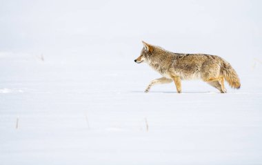 Vahşi doğadaki çakal.
