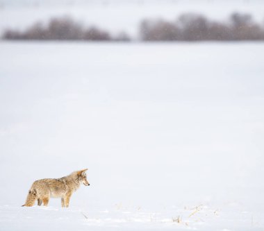 Vahşi doğadaki çakal.