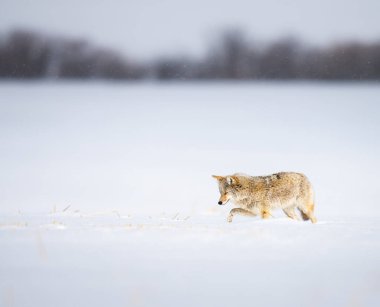 Vahşi doğadaki çakal.