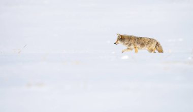Vahşi doğadaki çakal.