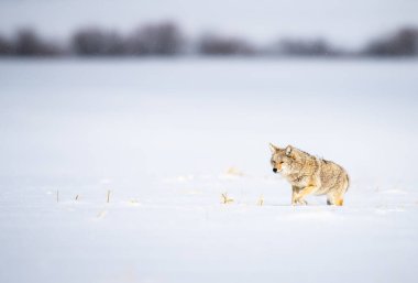 Vahşi doğadaki çakal.