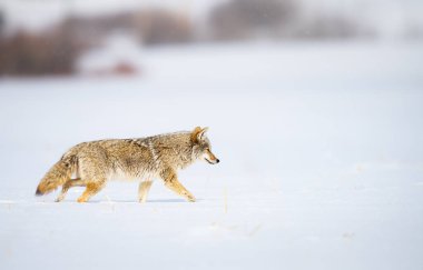 Vahşi doğadaki çakal.