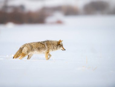 Vahşi doğadaki çakal.