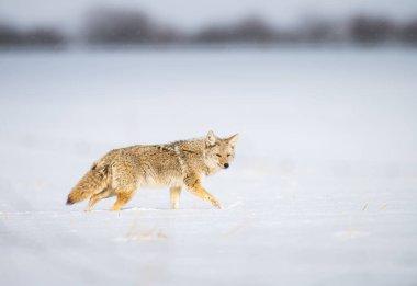 Vahşi doğadaki çakal.