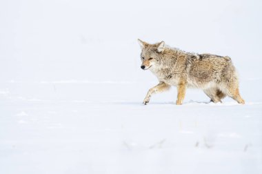 Vahşi doğadaki çakal.