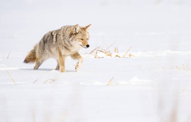 Vahşi doğadaki çakal.