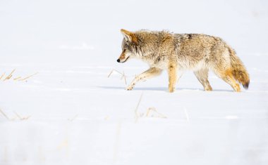 Vahşi doğadaki çakal.
