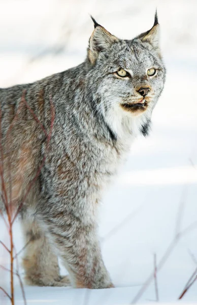 Lince Canadese Natura — Foto Stock