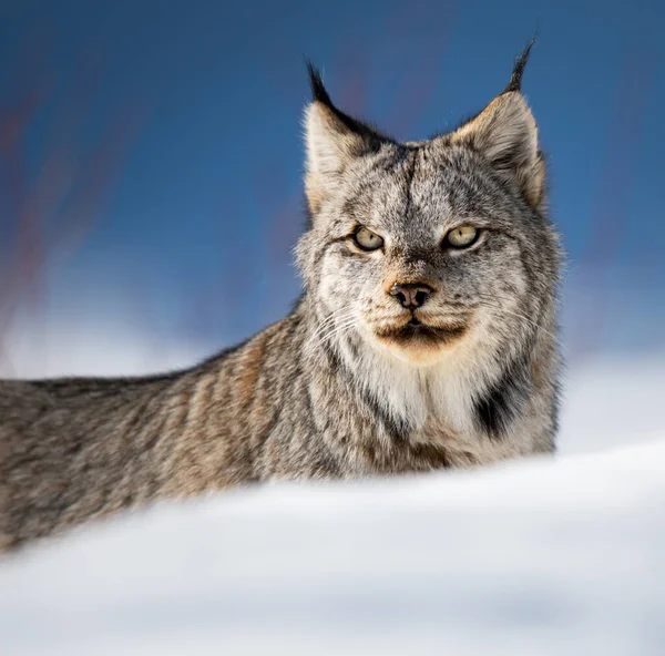 Lince Canadese Natura — Foto Stock