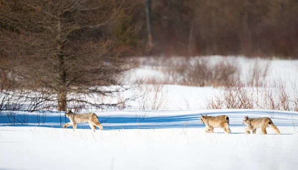 Kanada vaşağı doğada